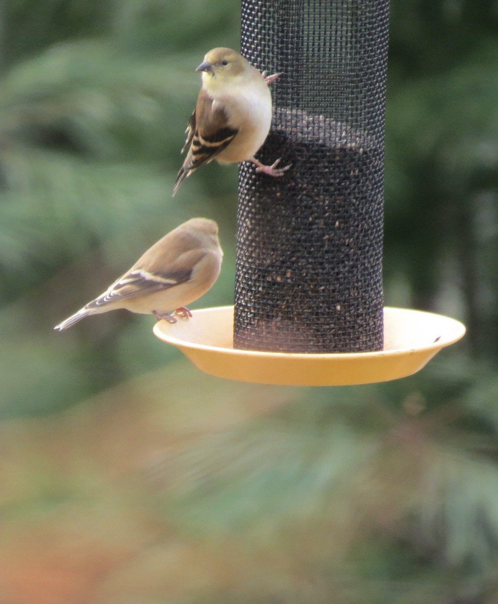 Altın İskete - ML645459025