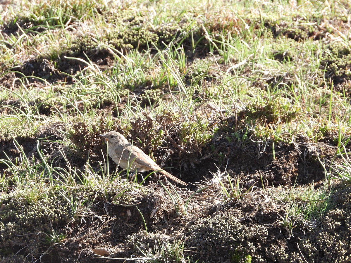 Cordilleran Canastero - ML645459032