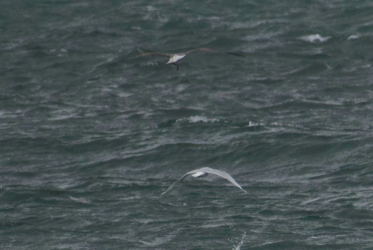 Мартиновий sp. - ML645459033