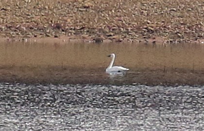 swan sp. - ML645459037