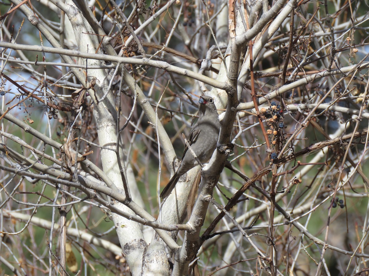 Townsend's Solitaire - ML645459039