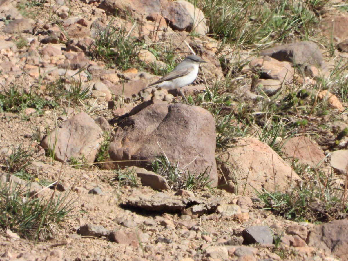 Cinereous Ground-Tyrant - ML645459042