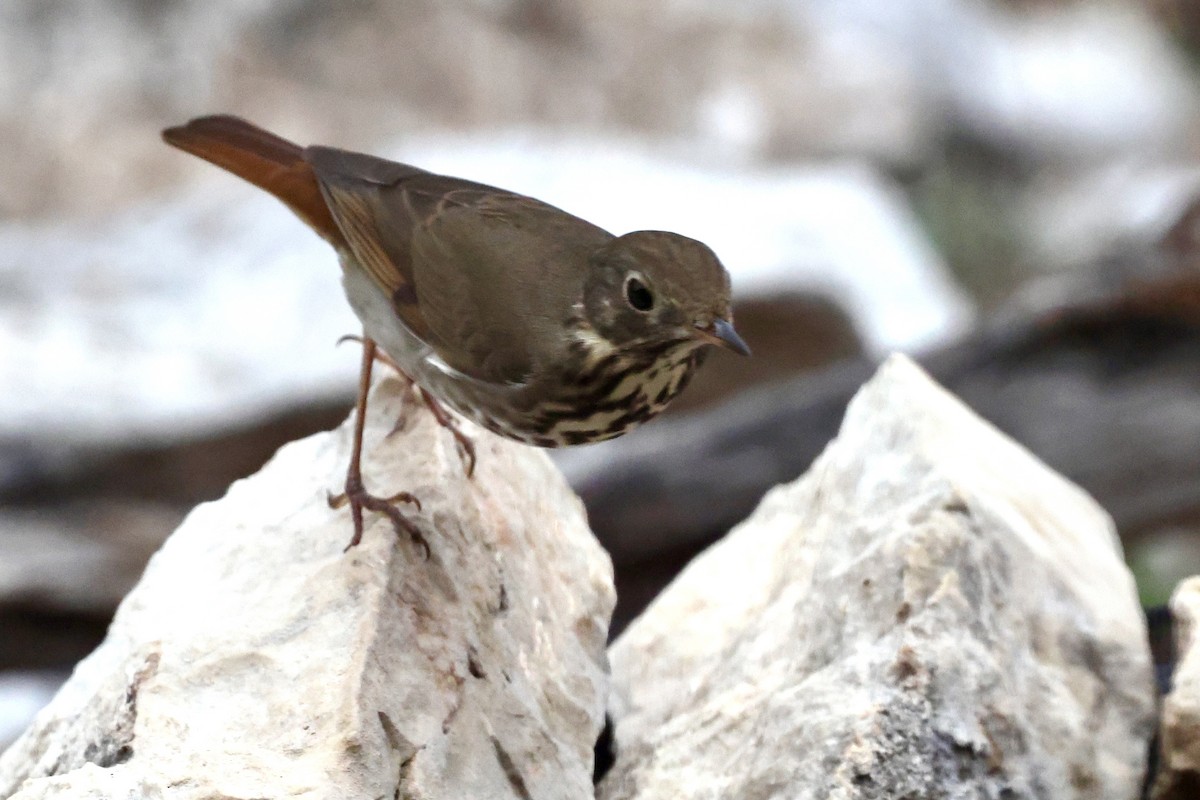 drozd rezavoocasý - ML645459045