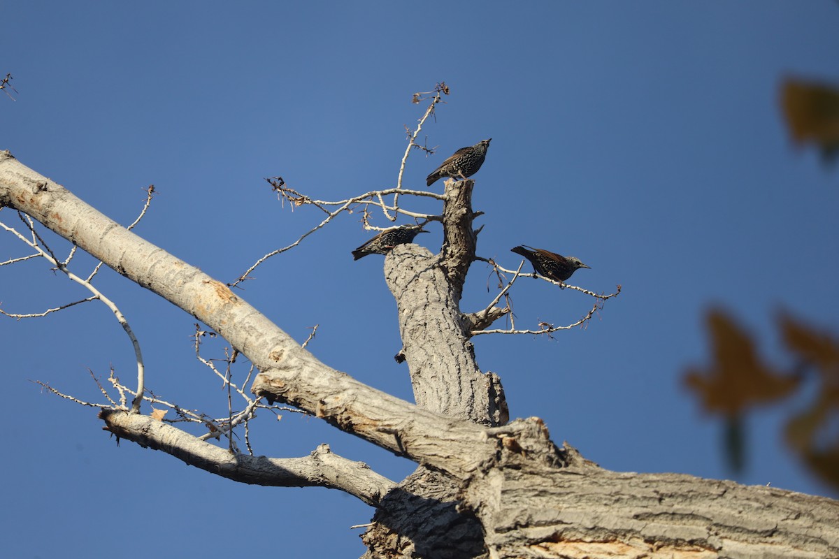 European Starling - ML645459046