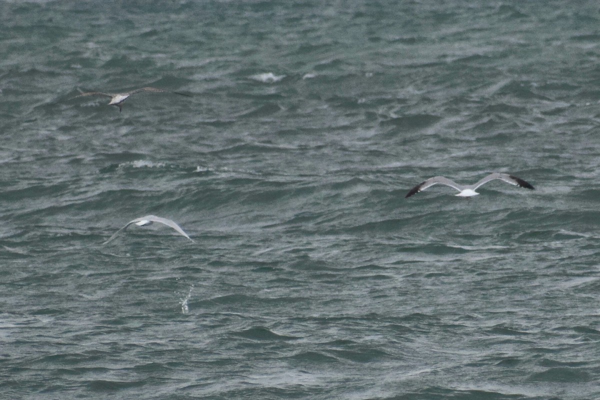 Мартиновий sp. - ML645459048