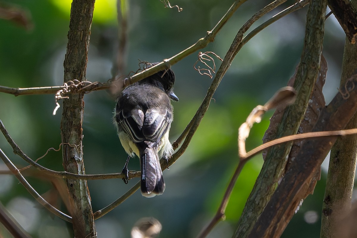 Apical Flycatcher - ML645459053