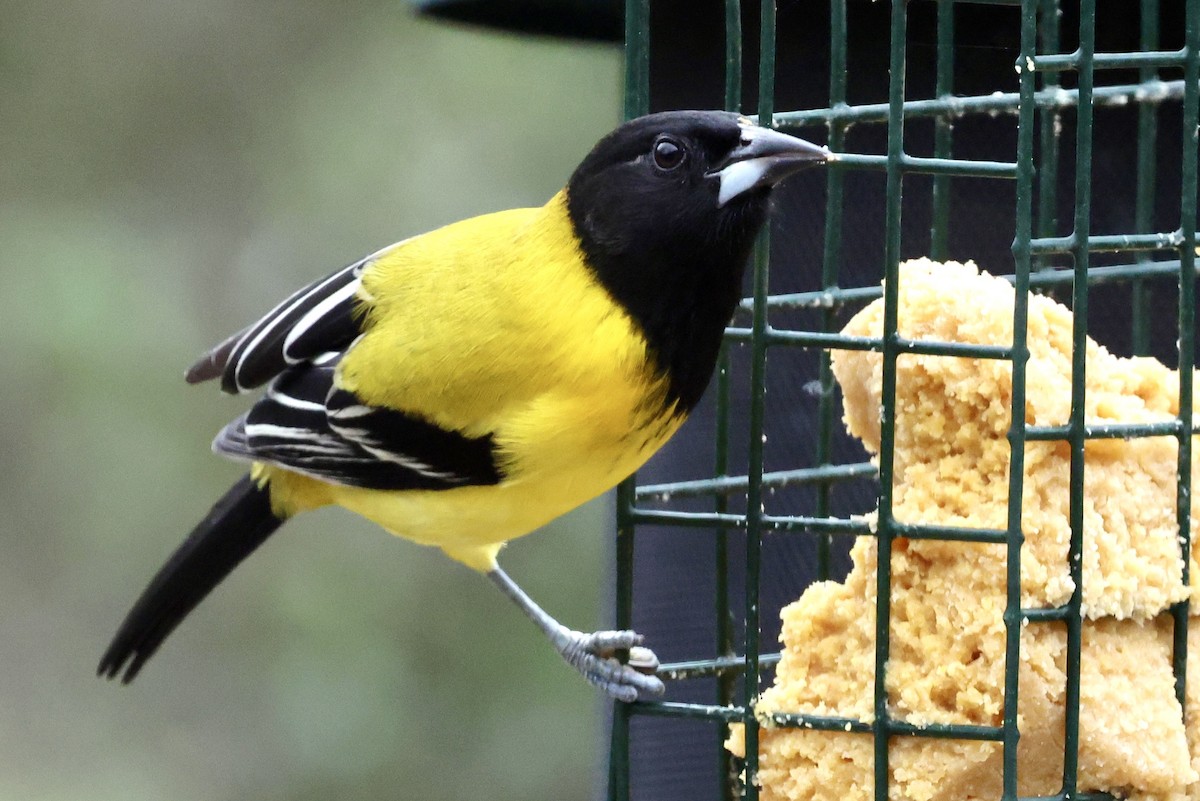 Audubon's Oriole - ML645459055