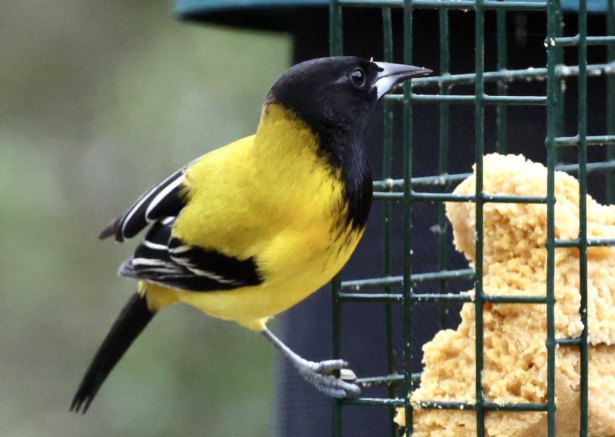 Audubon's Oriole - ML645459056