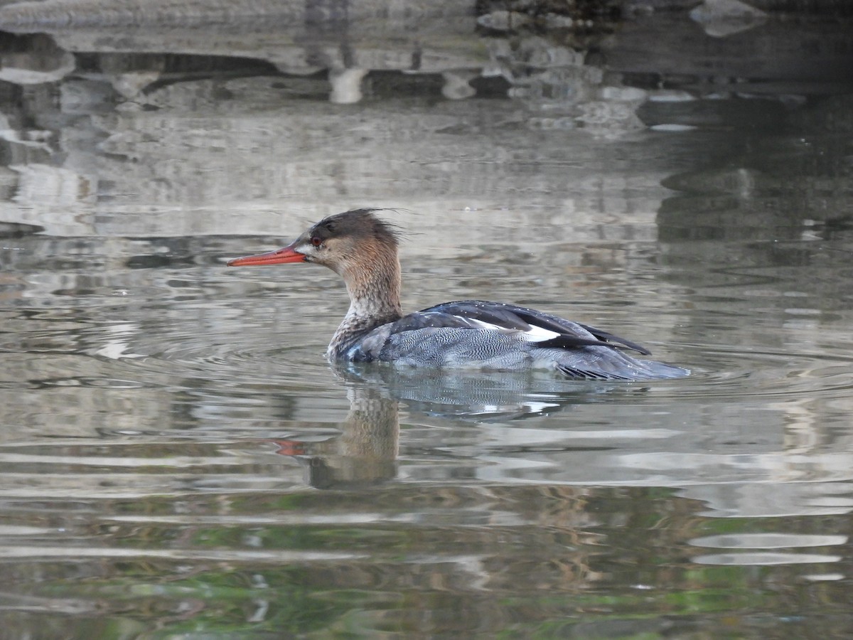 Red-breasted Merganser - ML645459061
