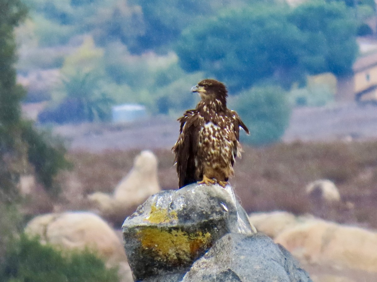 Bald Eagle - ML645459074