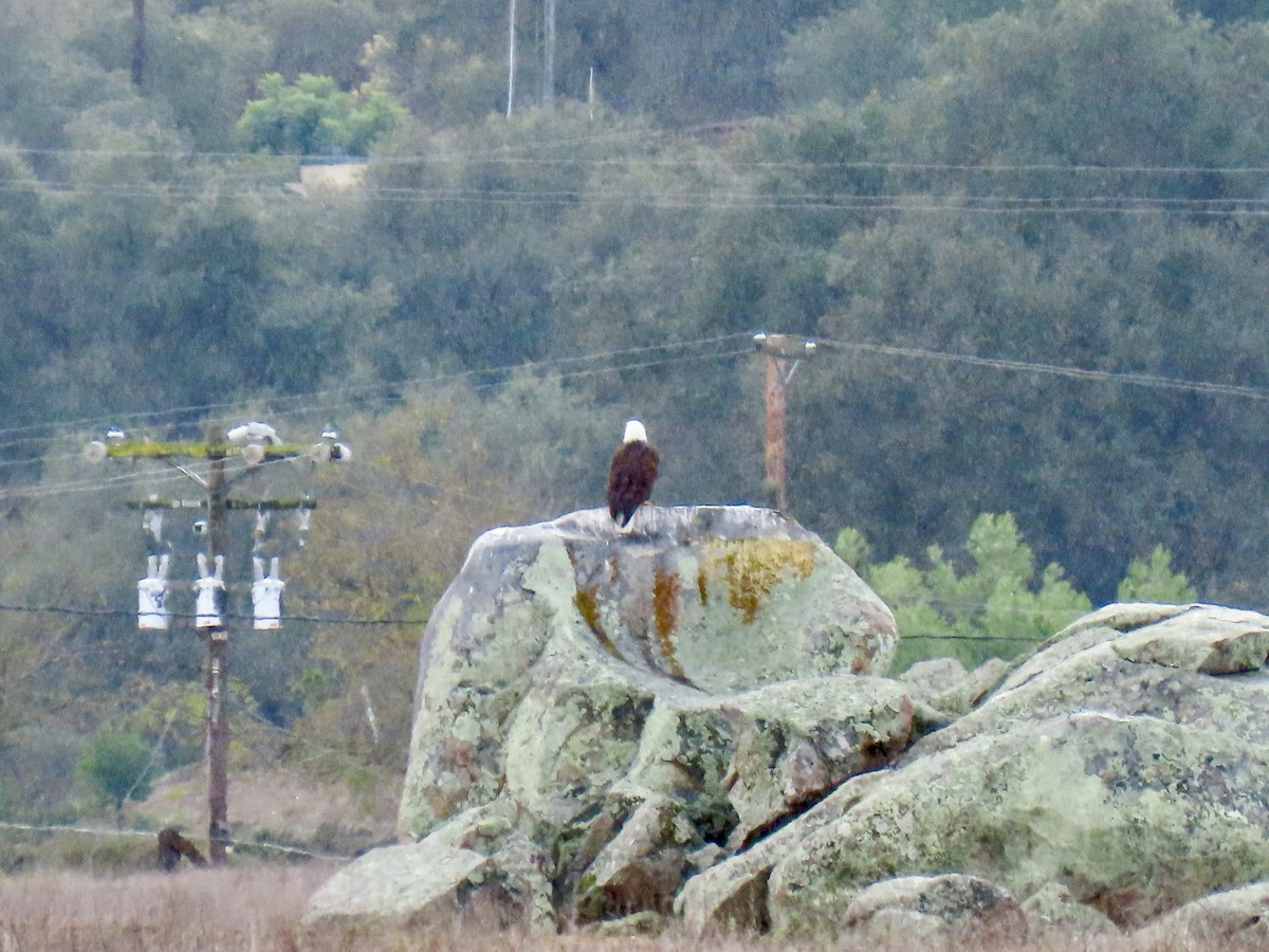 Bald Eagle - ML645459075
