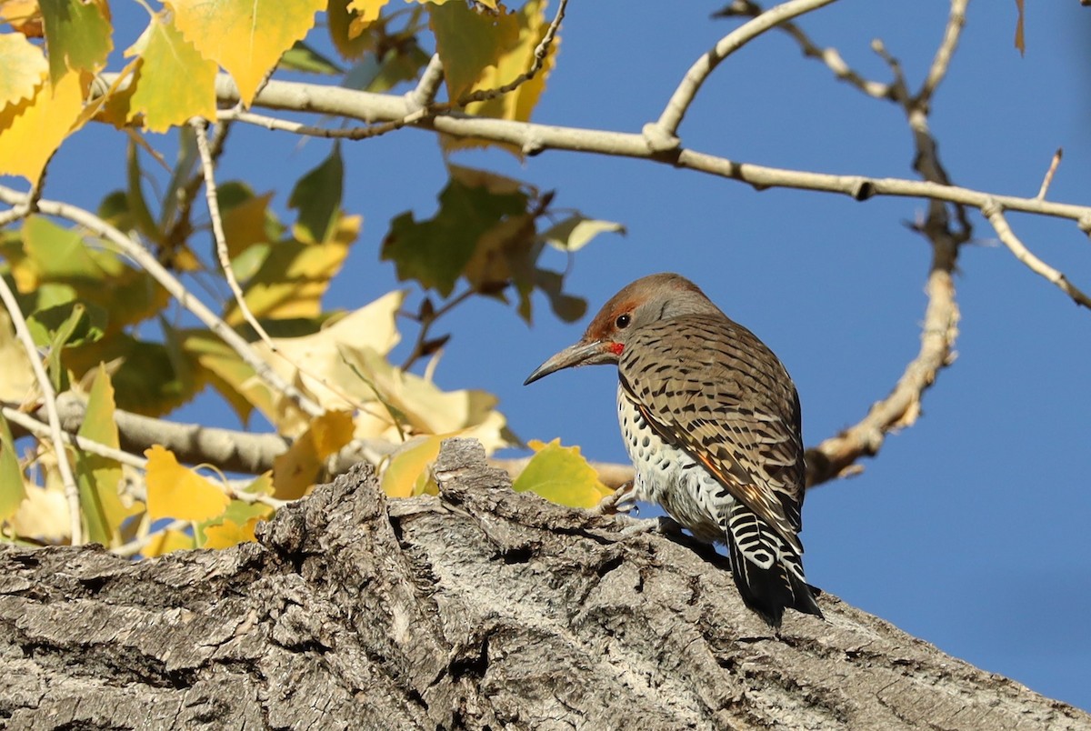 Northern Flicker - ML645459081