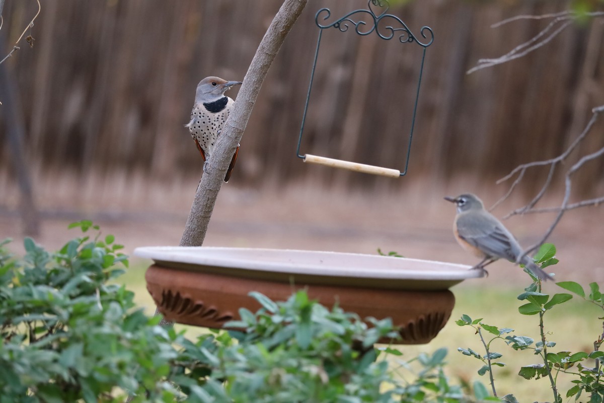 Northern Flicker - ML645459082