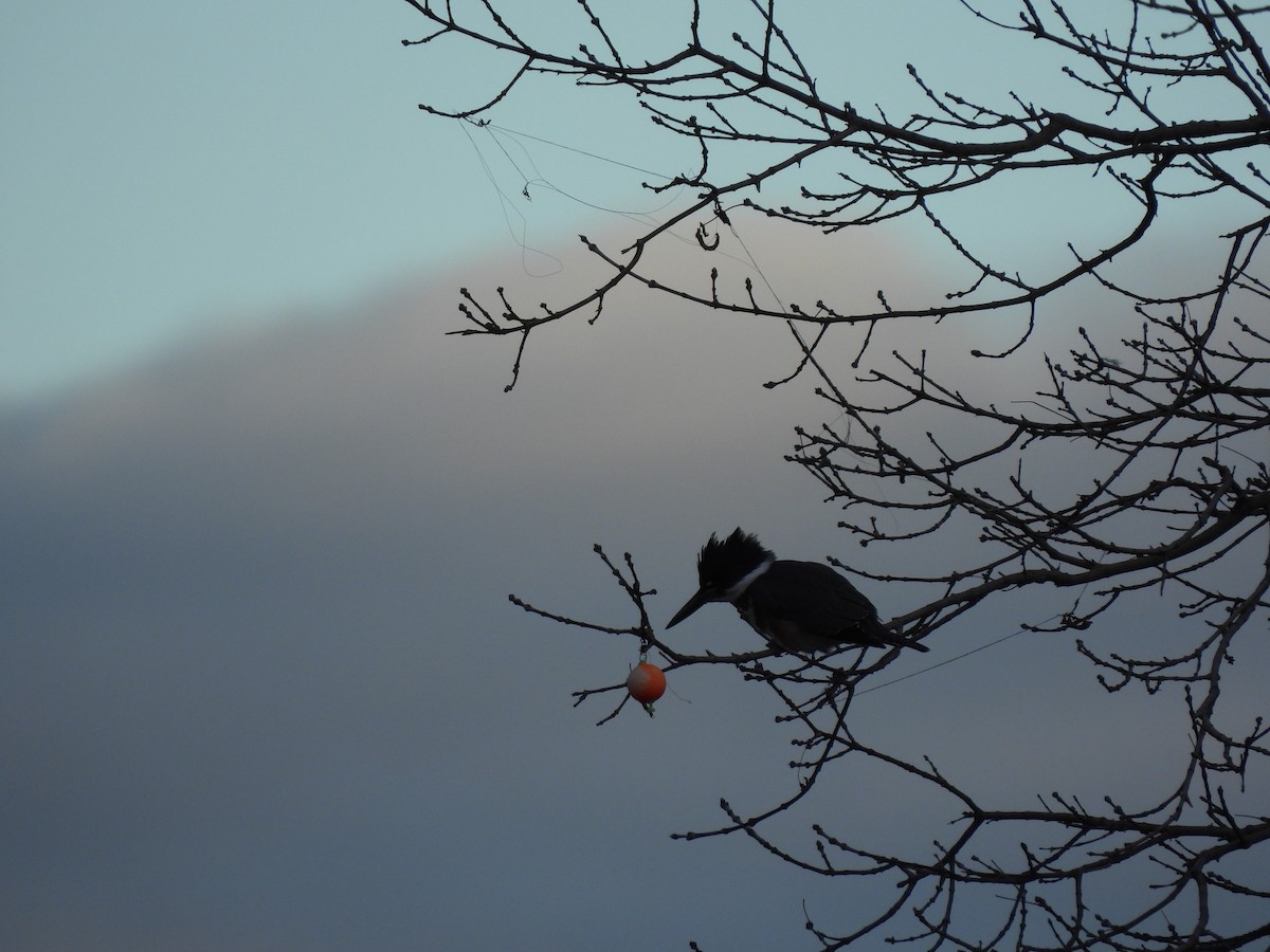 Belted Kingfisher - ML645459084