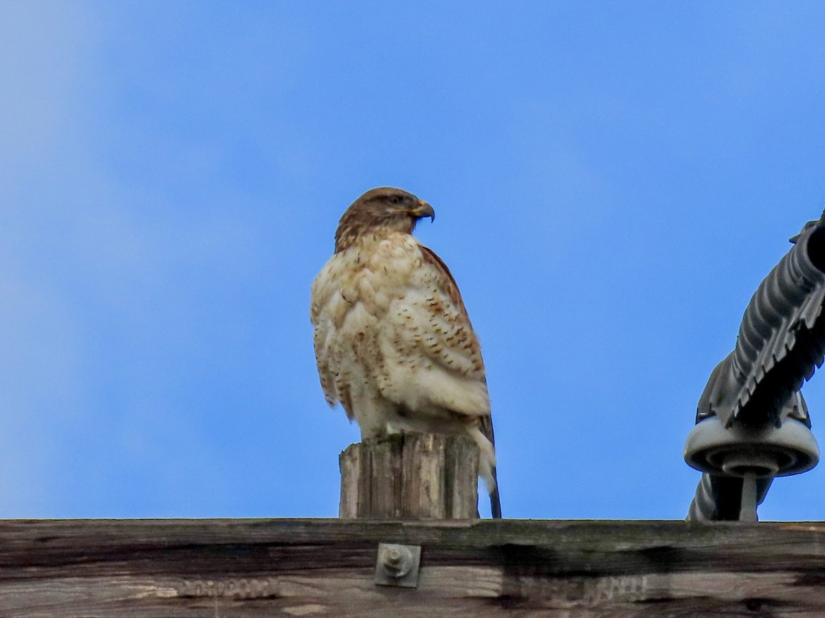 Königsbussard - ML645459085
