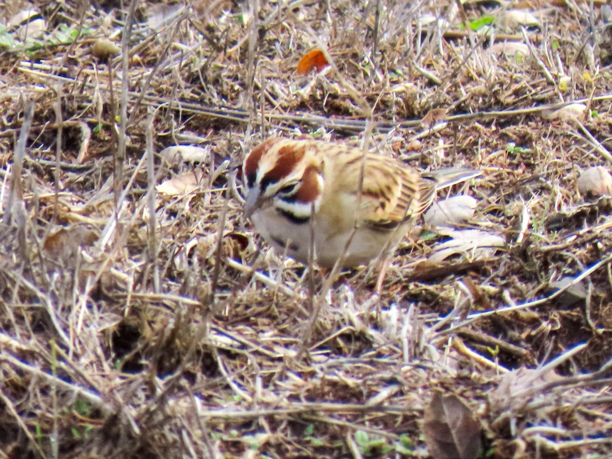 Lark Sparrow - ML645459106
