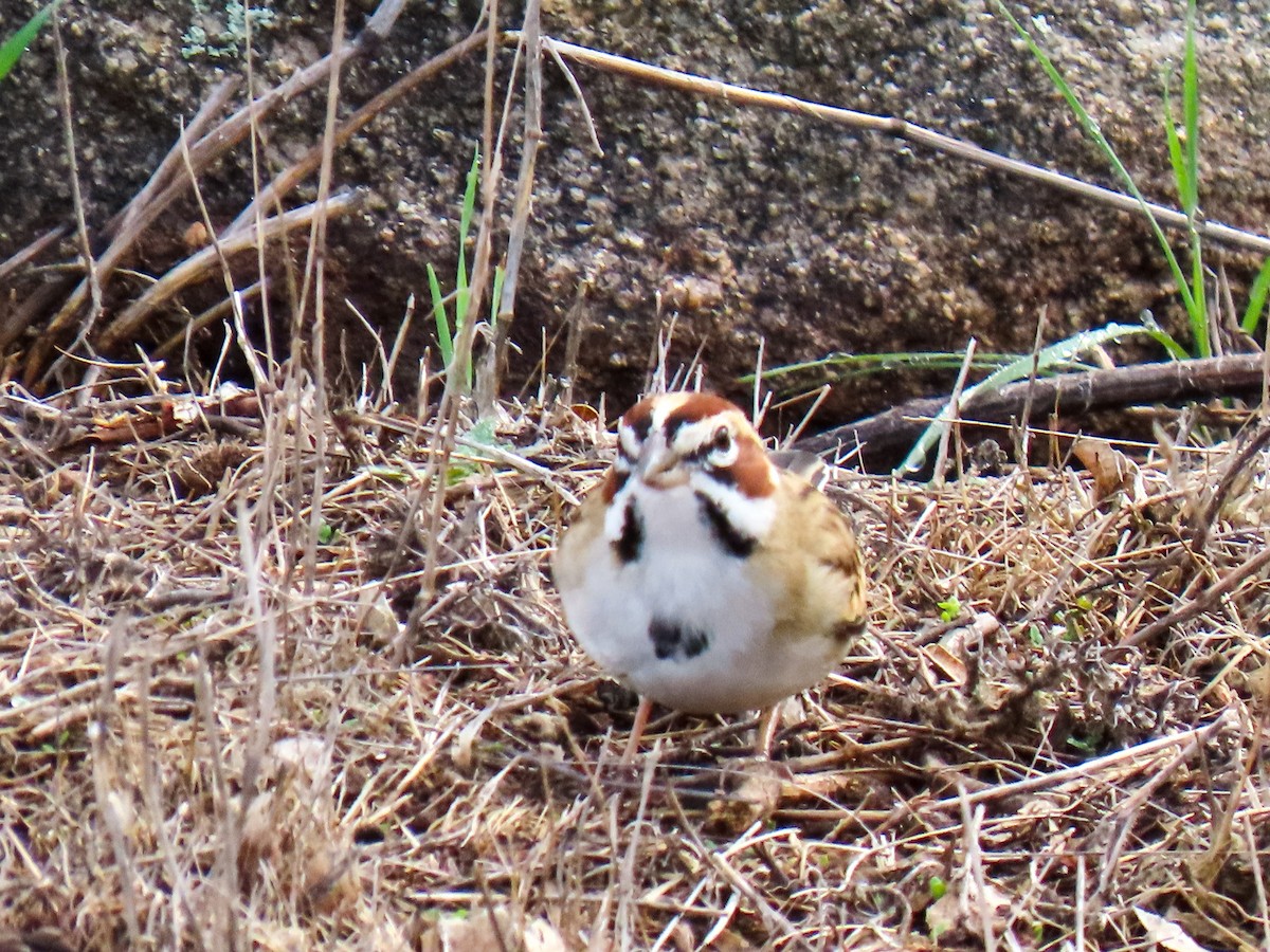 Lark Sparrow - ML645459107