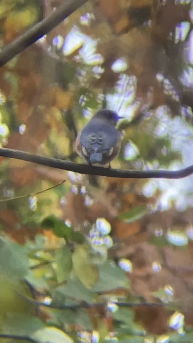 Eastern Bluebird - ML645459111