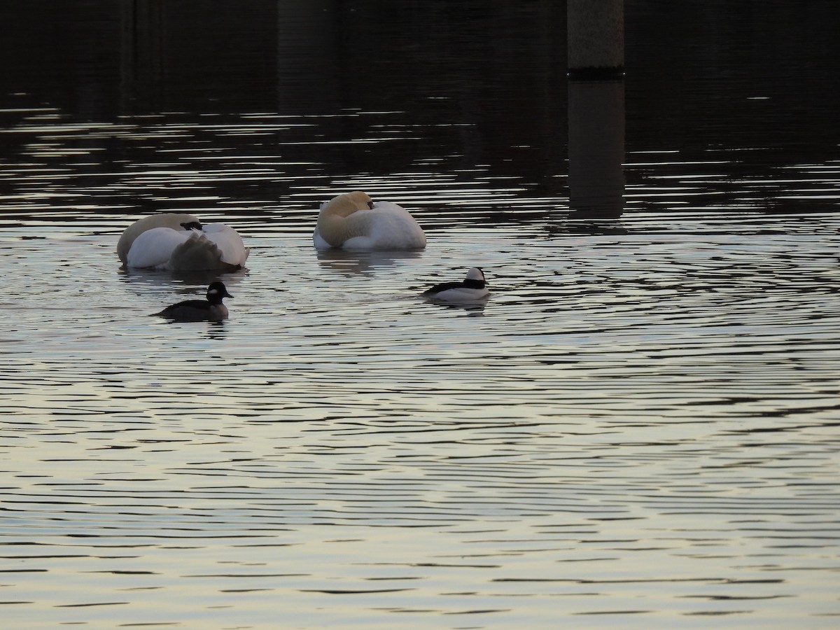 Bufflehead - ML645459112