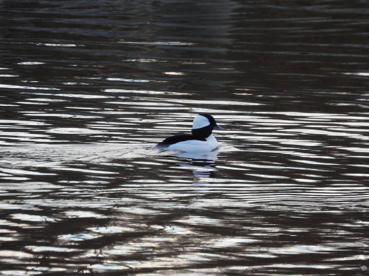 Bufflehead - ML645459118