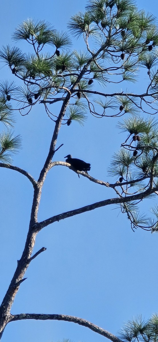 Black Vulture - ML645459119