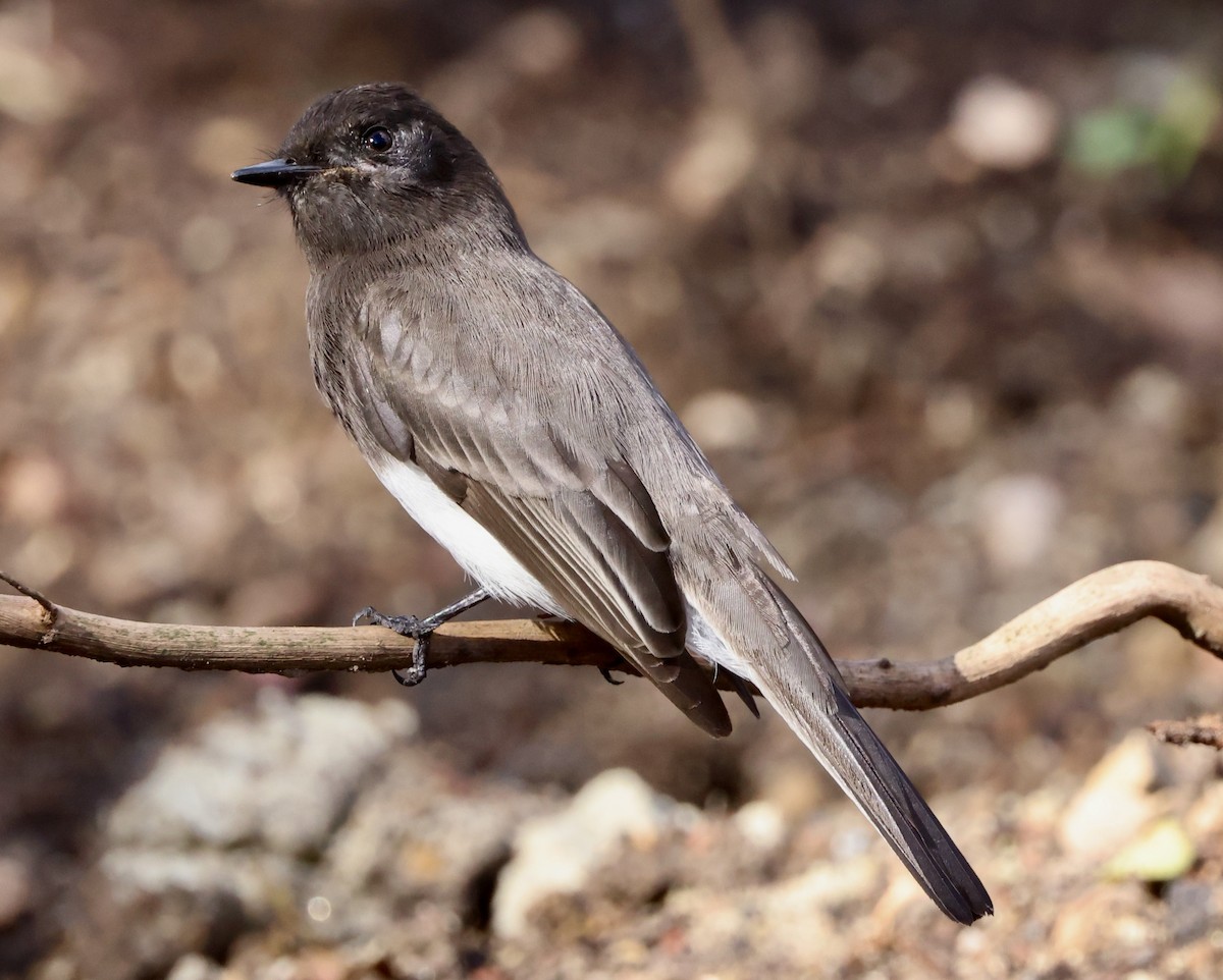 Black Phoebe - ML645459132
