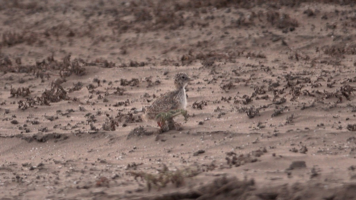 písečník nejmenší - ML645459135