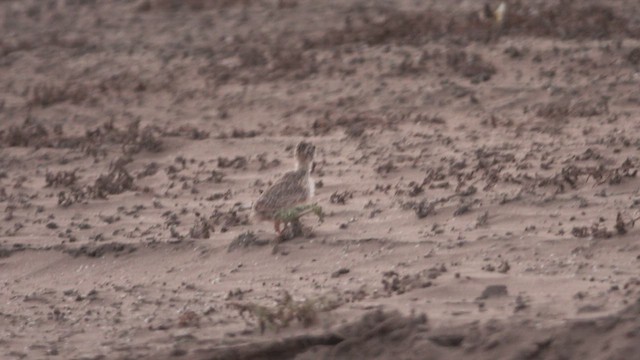 Тинокор чилійський - ML645459136