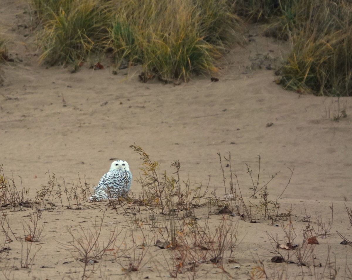 Snowy Owl - ML645459147