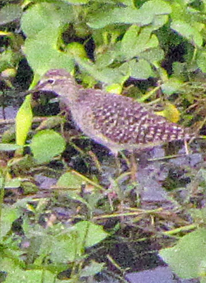 タカブシギ - ML645459150