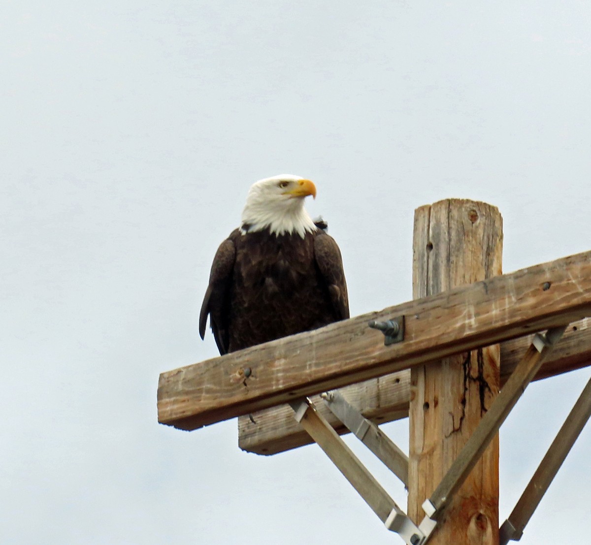 Bald Eagle - ML645459162