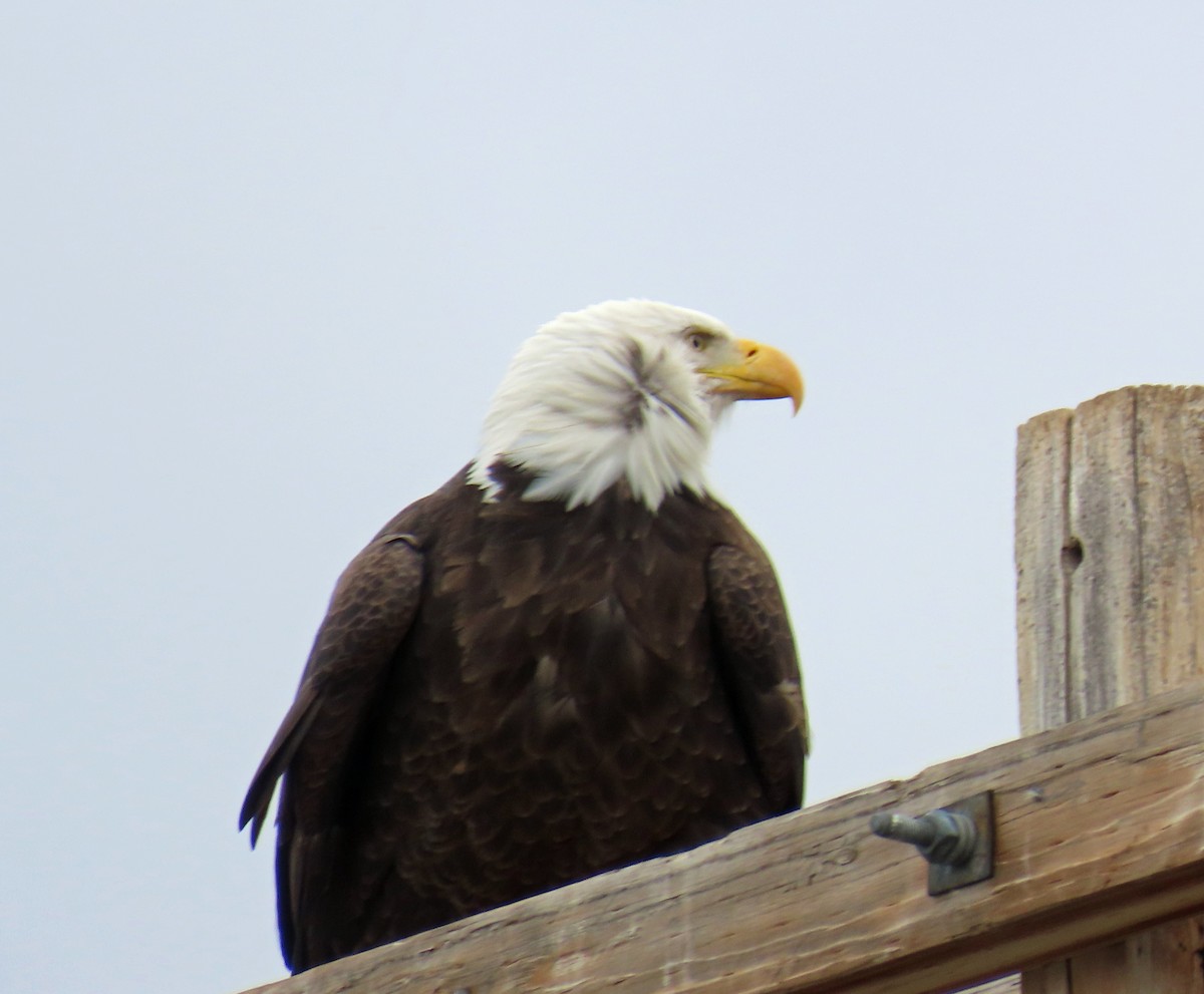 Bald Eagle - ML645459163