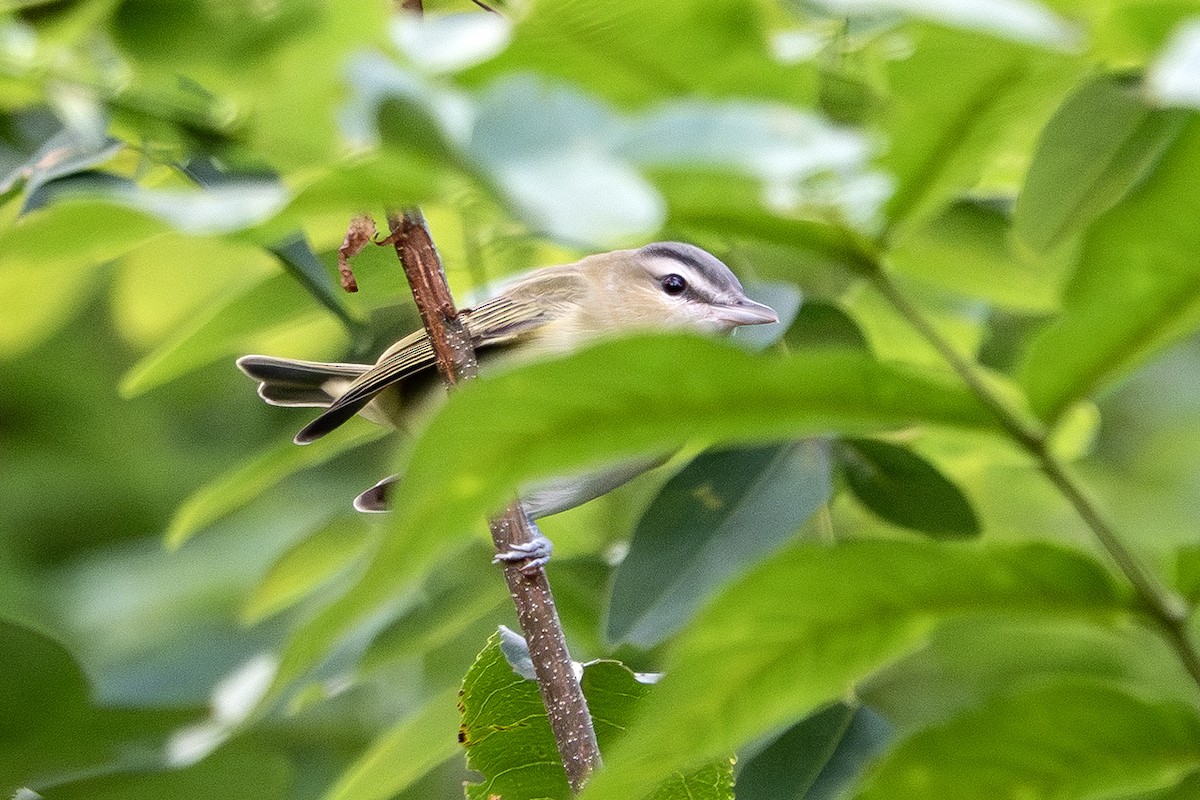 Philadelphia Vireo - ML645459167