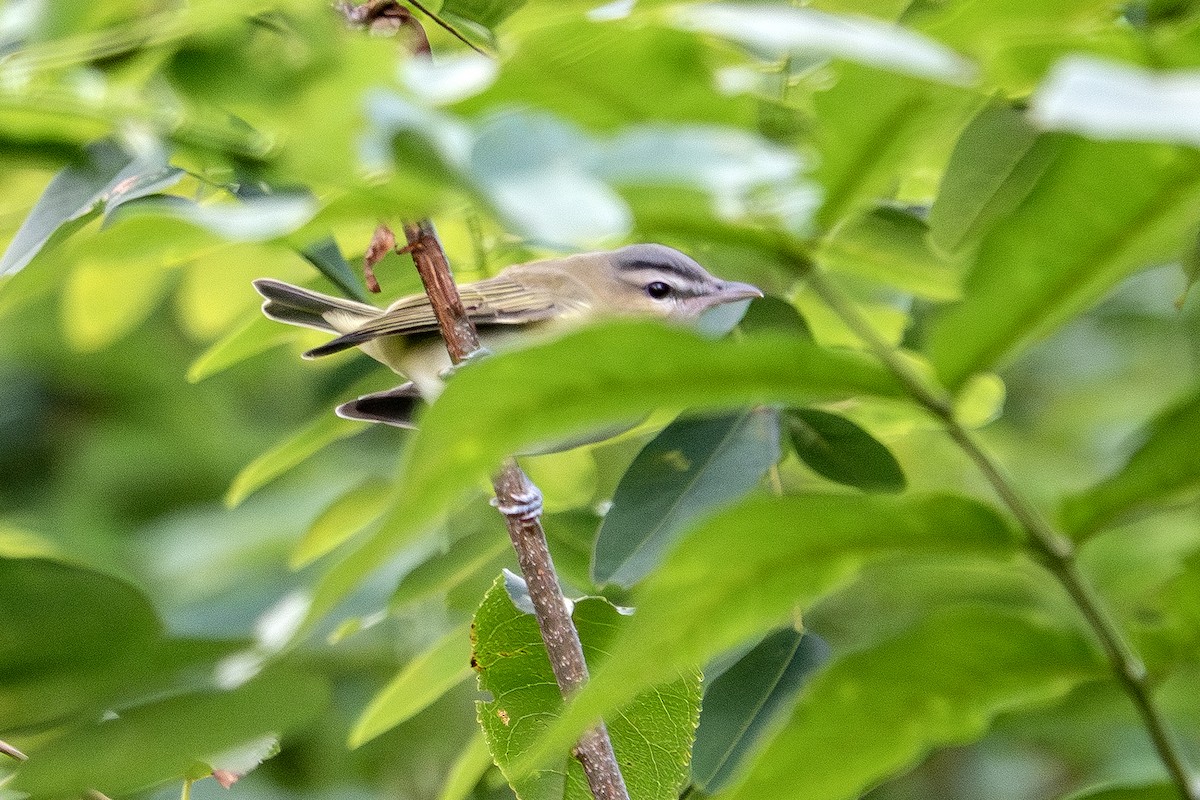 Philadelphia Vireo - ML645459168