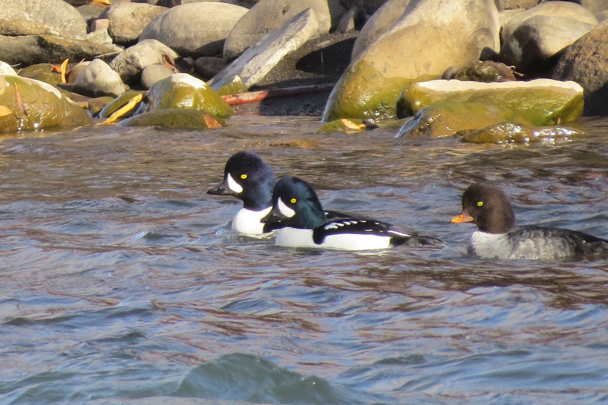 Barrow's Goldeneye - ML645459186