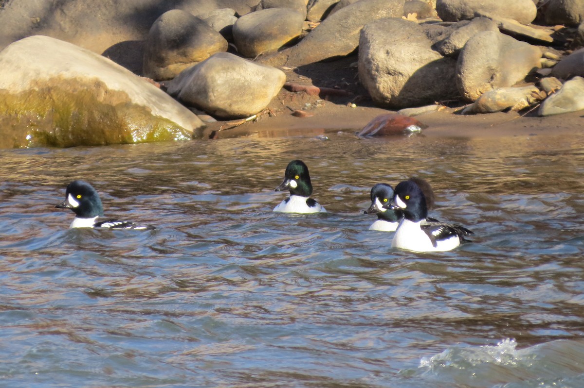 Barrow's Goldeneye - ML645459187