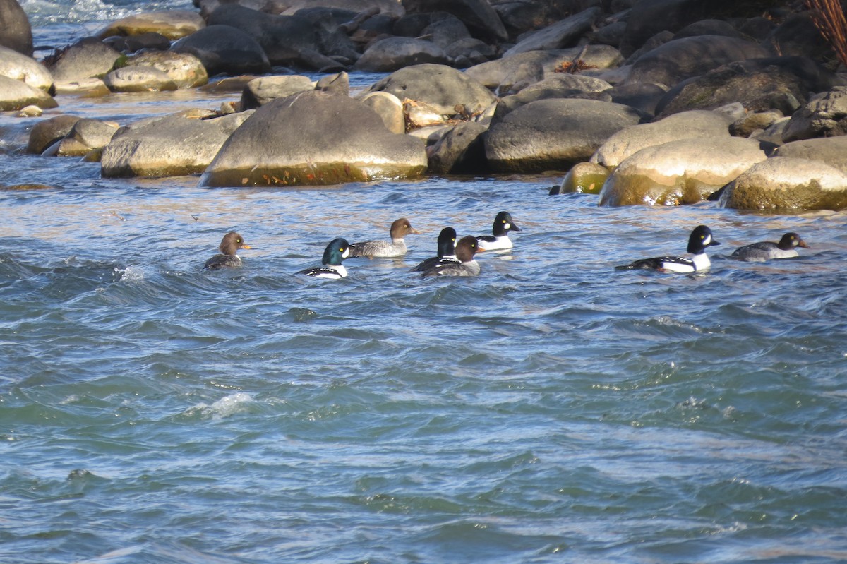 Barrow's Goldeneye - ML645459188