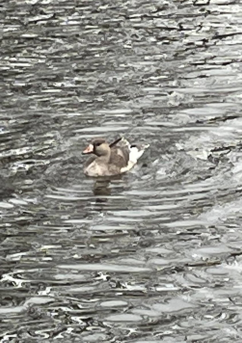 Greater White-fronted Goose - ML645459191