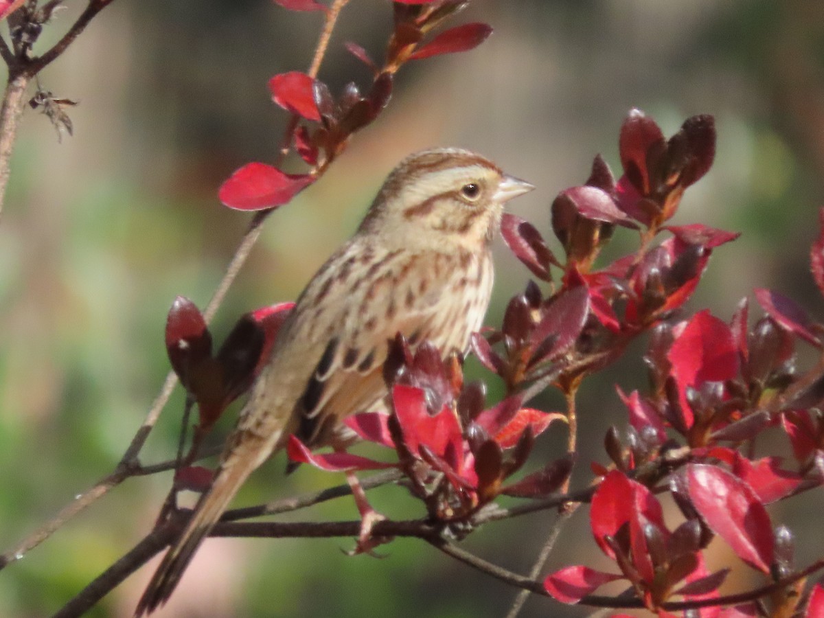 Song Sparrow - ML645459204