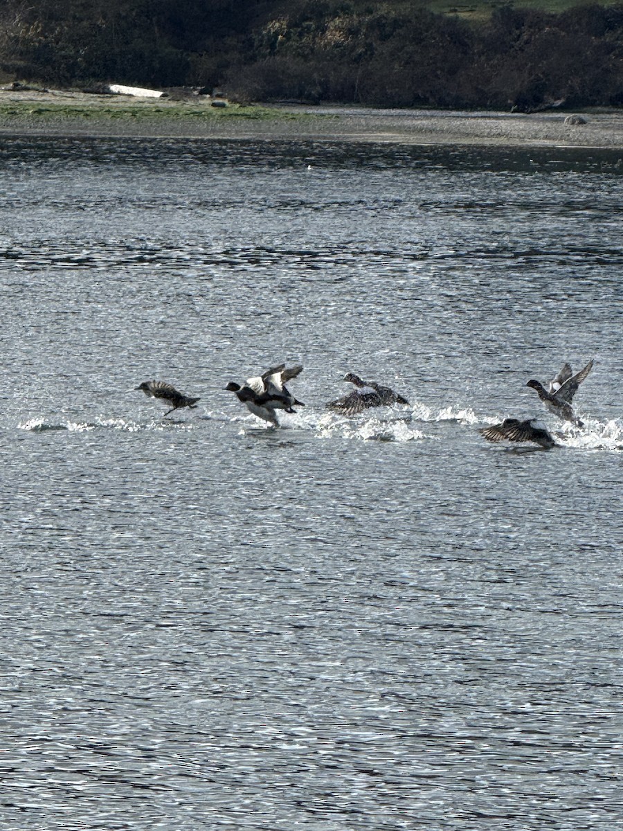 Свищ американський - ML645459207