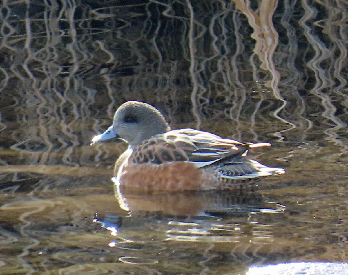 Свищ американський - ML645459208