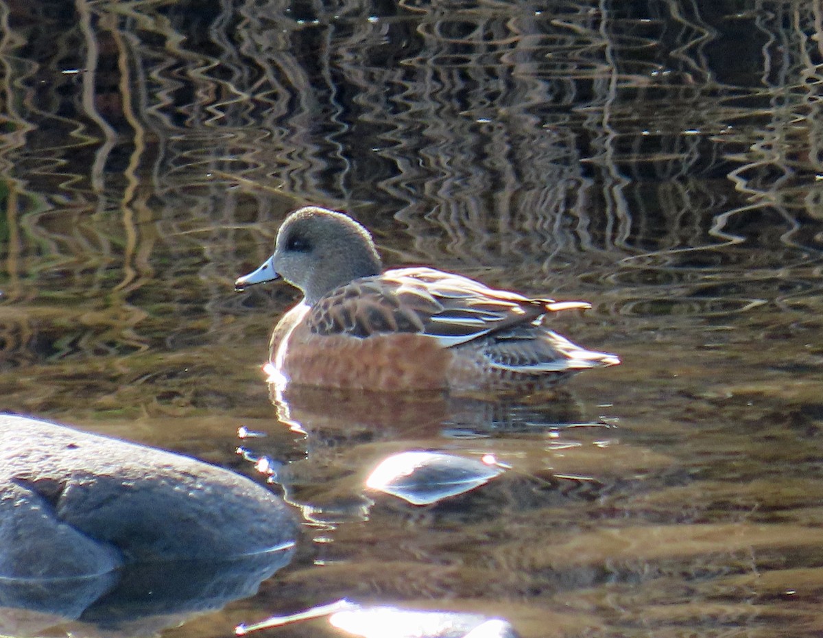 Свищ американський - ML645459209