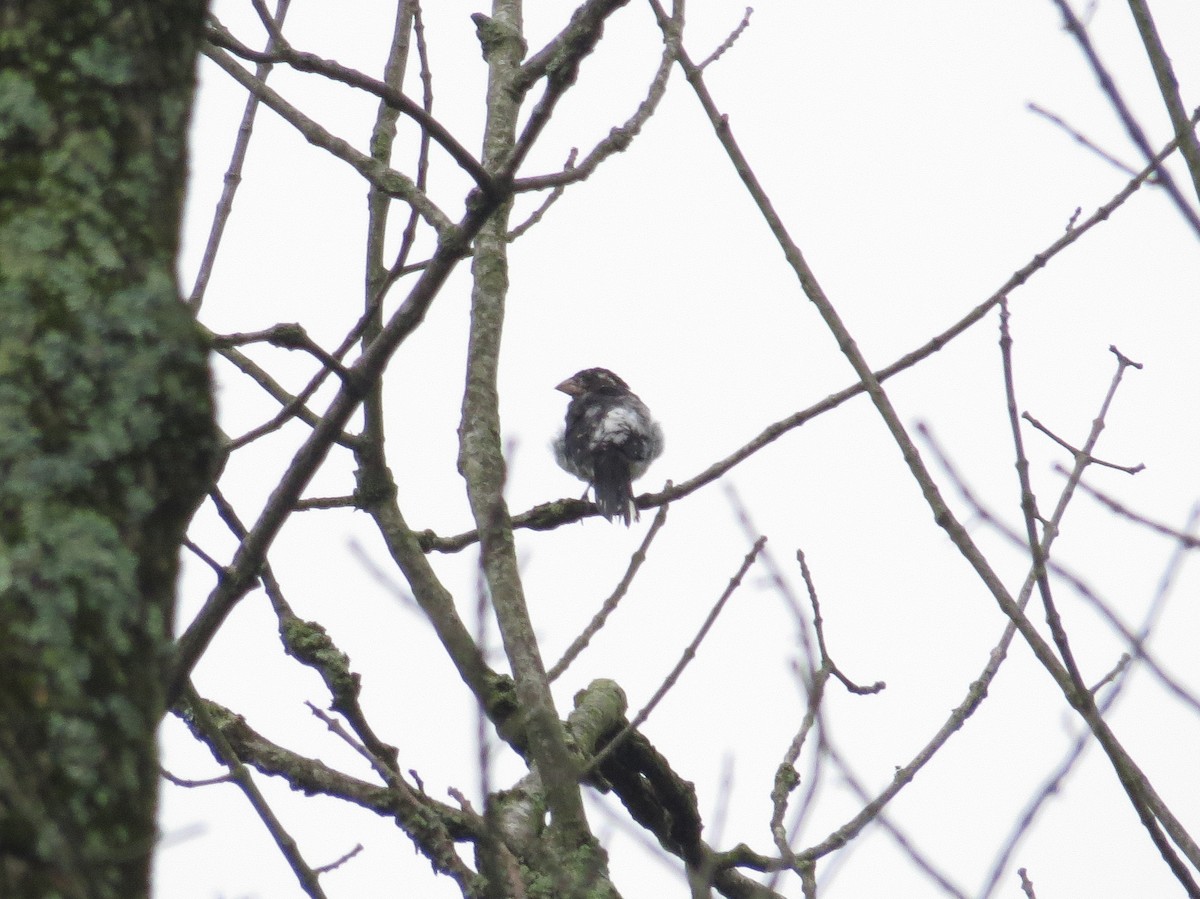 Rose-breasted Grosbeak - ML64545921