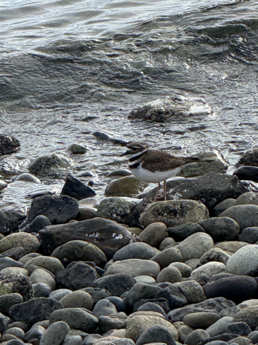 Killdeer - ML645459218