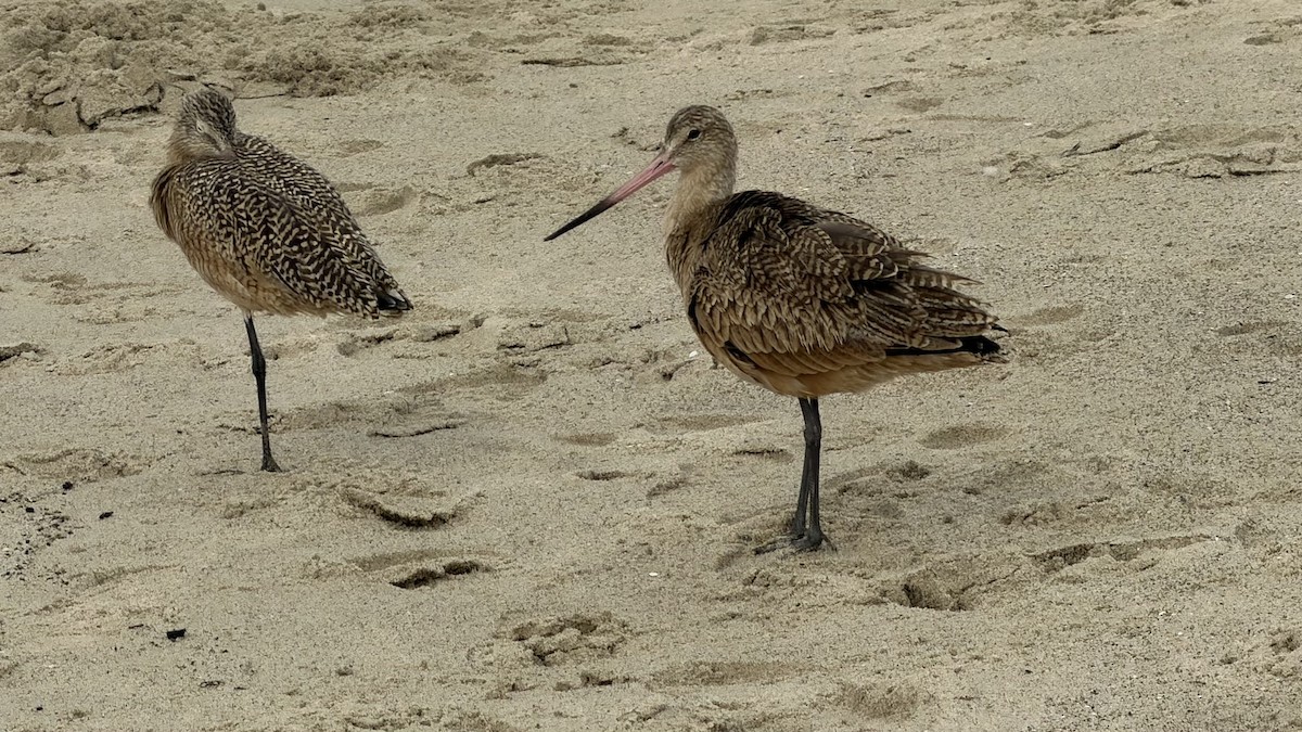 Marbled Godwit - ML645459238