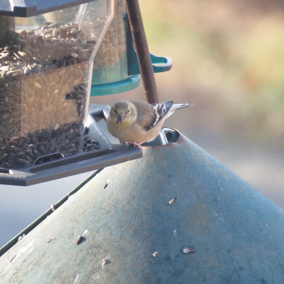 Altın İskete - ML645459239