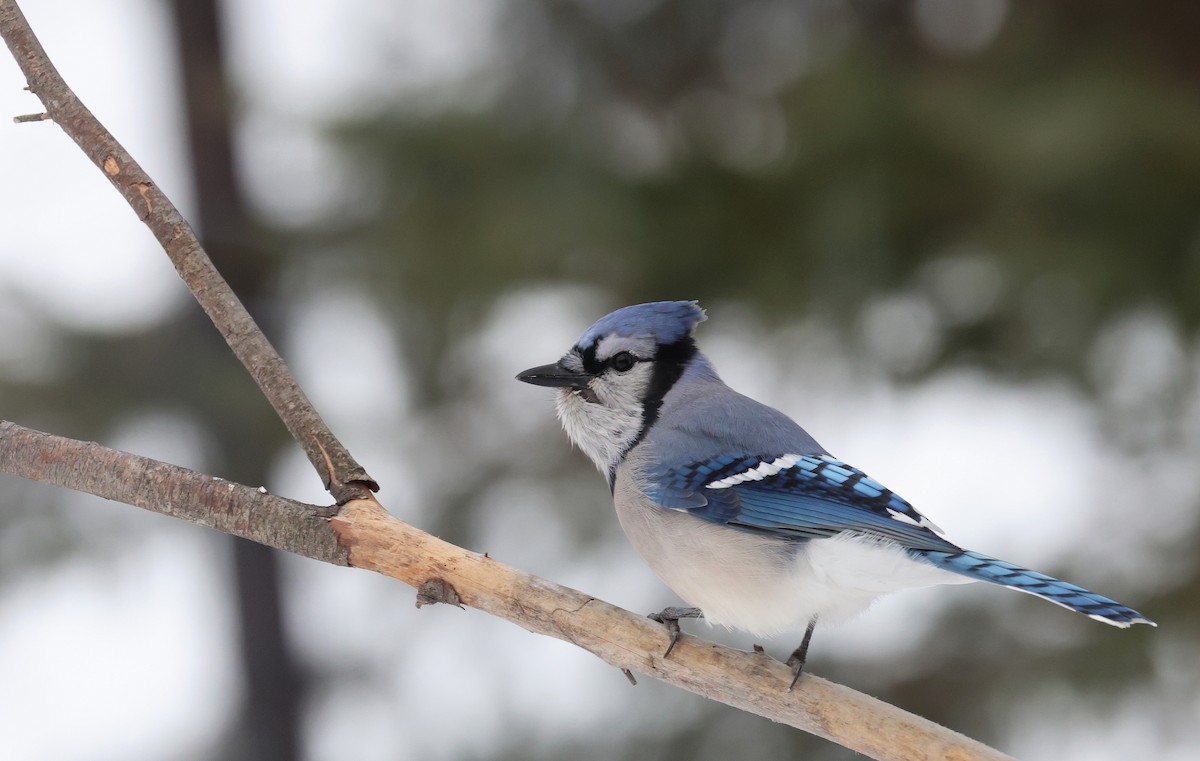 Blue Jay - ML645459243