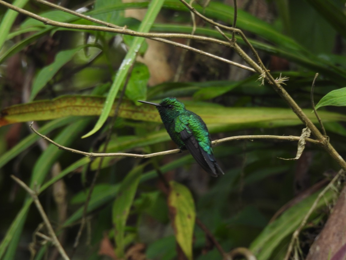 kolibřík blýskavý - ML645459244