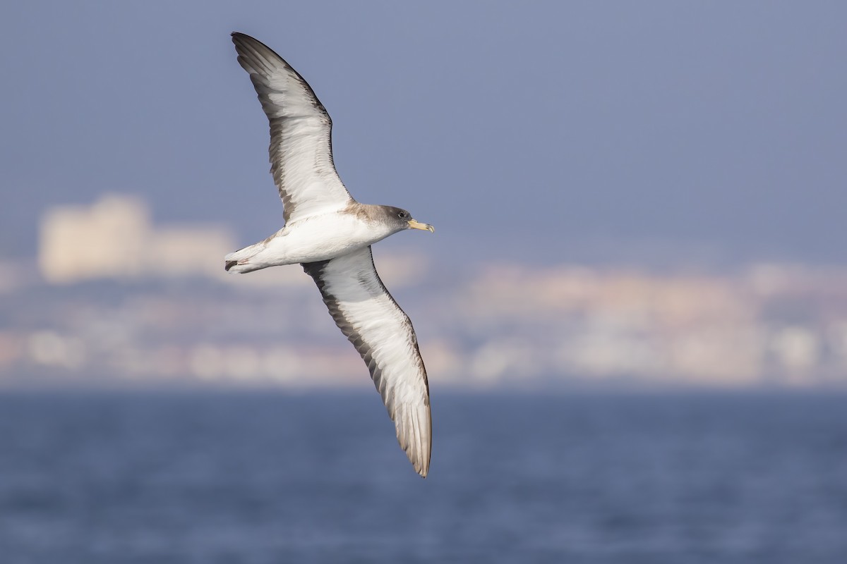 Scopoli's Shearwater - ML645459255