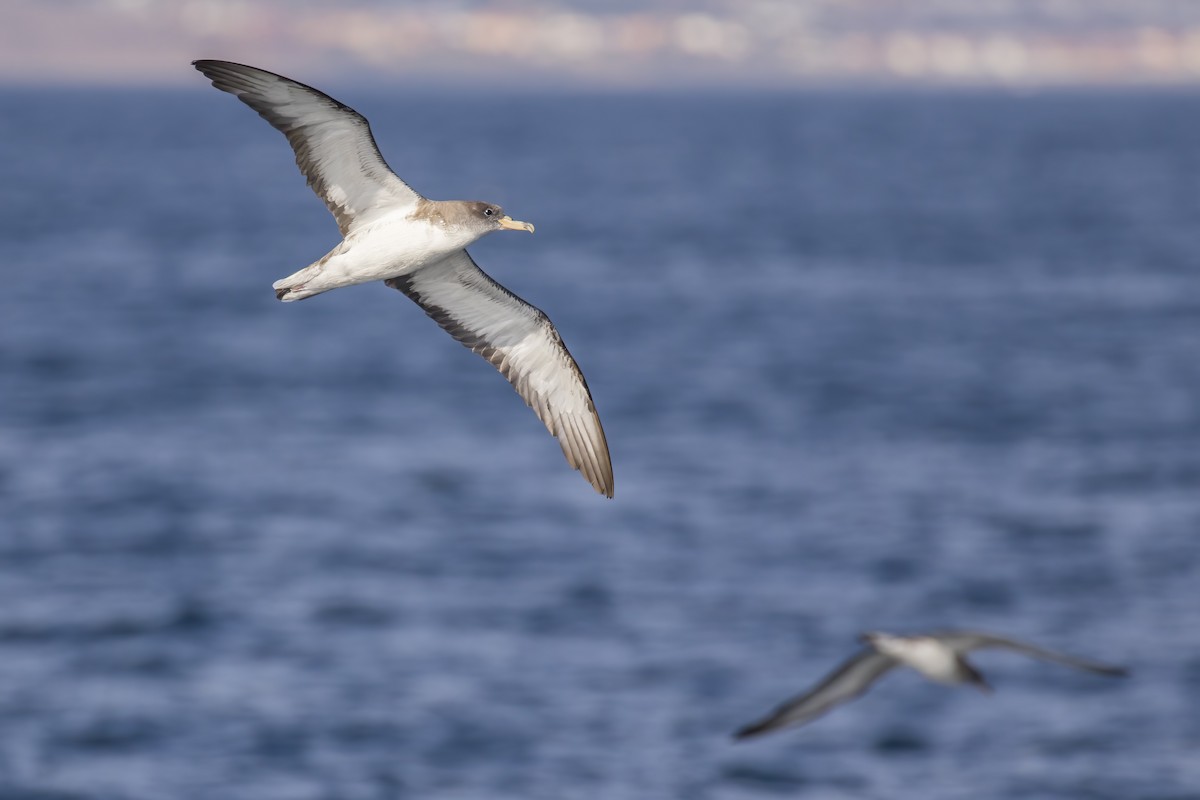 Scopoli's Shearwater - ML645459256